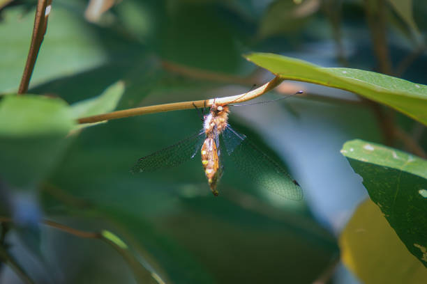 A Maezous umbrosa owlfly, characterized by its distinctive large eyes and delicate wings, perches on a twig. Its body is covered in fine hairs. Wulai, Taiwan.