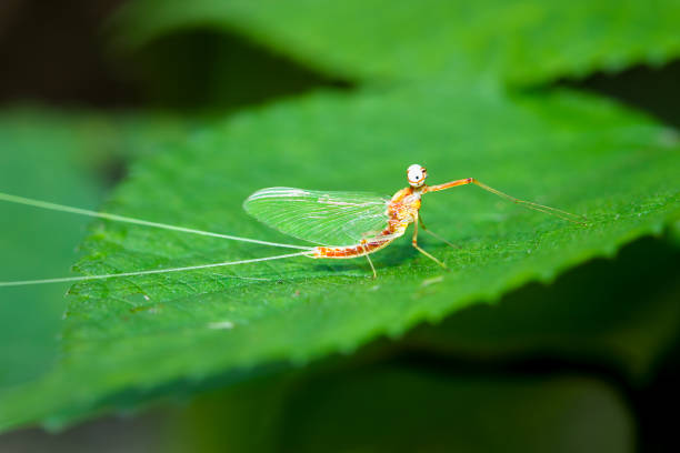 Adult mayflies are delicate animals with broad, clear wings that have a lace-like appearance, very short antennae and up to three very long, fine tail bristles.