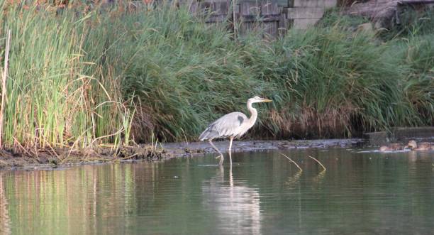 istock Gray Heron in lake 2169600581