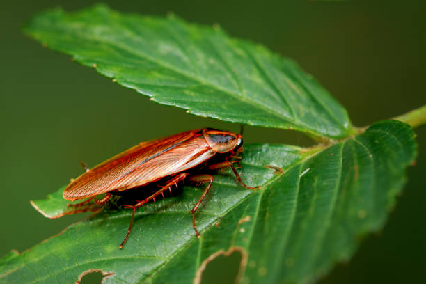 istock Vibrant Brown Blattella sp. Cockroach on a Leaf. 2169600640