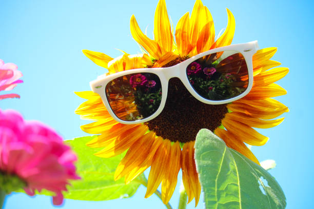 istock Yellow sunflower with sunglasses which reflected other flowers in the autumn time 2169600708