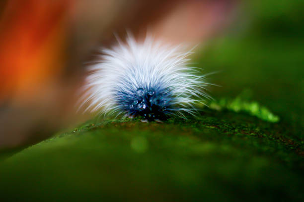 A close-up captures a vibrant black caterpillar with bright orange markings, crawling across a fresh green leaf. The detailed macro shot highlights the insect's fine hairs and the leaf's serrated edges, creating a serene and natural scene. The blurred background emphasizes the intricate details of this tiny creature's journey through its verdant world.