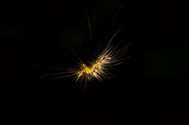 A close-up of a fuzzy caterpillar, showcasing its intricate details. The caterpillar's unique appearance and the dark background create a dramatic image. Wulai, New Taipei City, Taiwan.