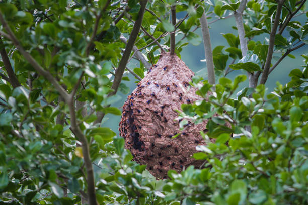 istock Hornet Nest Hanging from a Tree Branch. 2169601929