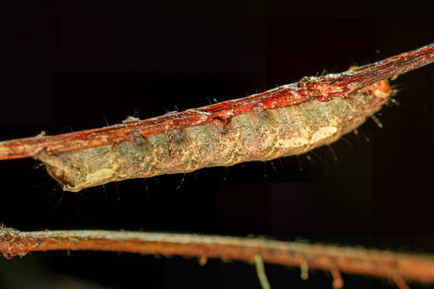 A close-up of a hairy, reddish-brown caterpillar resting on a thin twig. The caterpillar's body is covered in fine hairs and its color contrasts with the brown of the twig. Wulai, Taiwan.