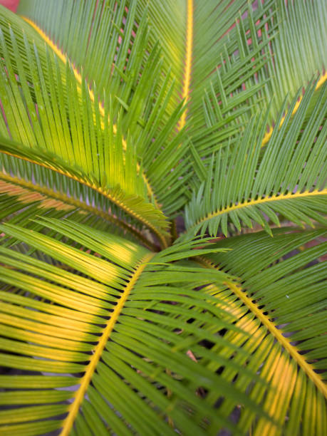istock Close up of a palm leaf in pot. 2169603739