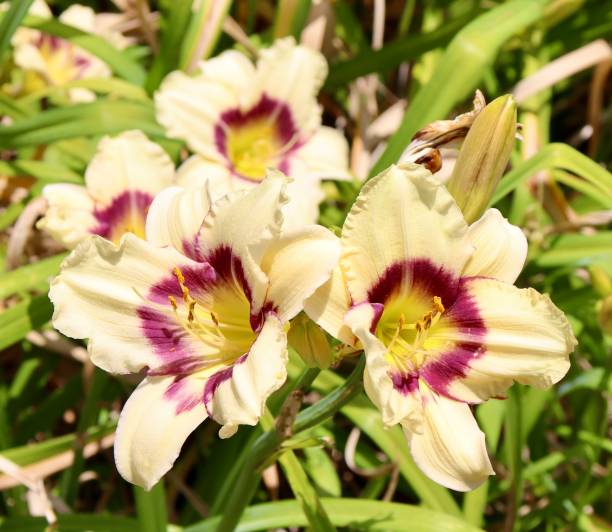 istock Yellow and Purple Lilies 2169603758