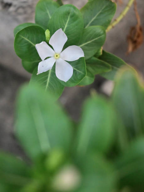 istock Closeup of white periwinkle in plant. 2169604044