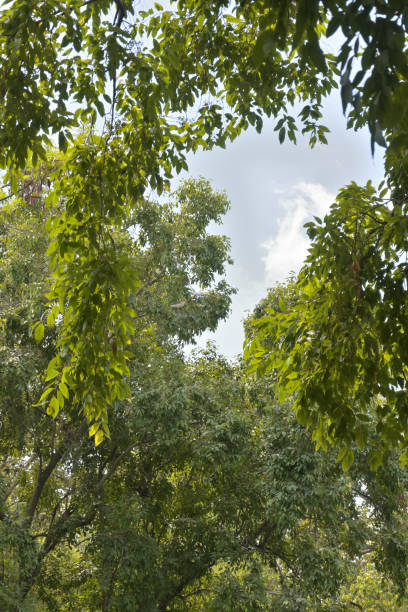 Low angle view of tree with fresh green leaves frame against clear sky with copy space.