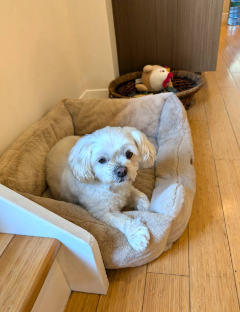 istock Small Dog Rests at Home in Canada 2169604535