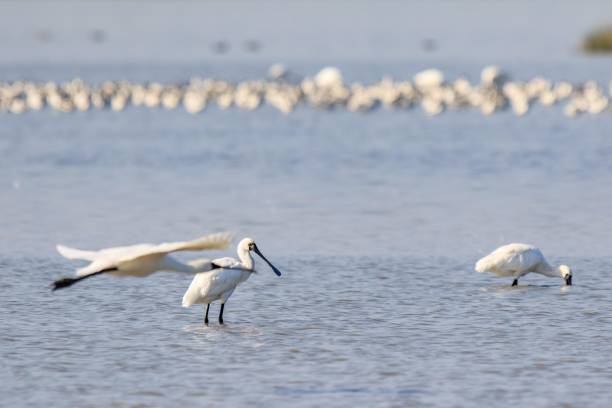 istock Black Faced Spoonbill Foraging for Food in Water 2169607735