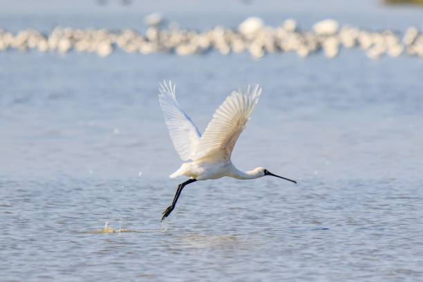 istock A Black-faced Spoonbill Takes Flight, Wings Outstretched 2169607747