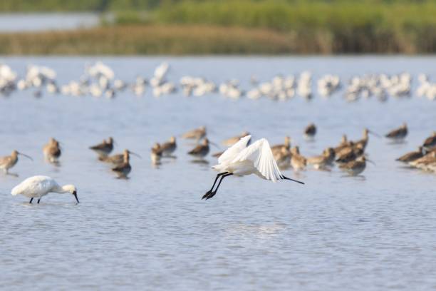 istock A Black-faced Spoonbill Takes Flight, Wings Outstretched 2169607748