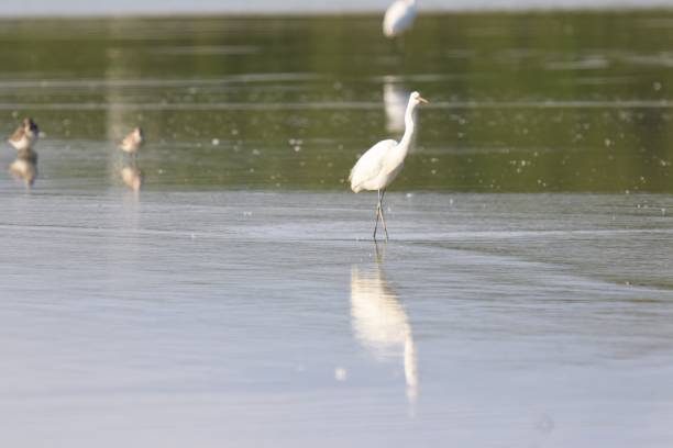 istock Elegant Egret Wading Through Calm Wetland Waters 2169607907