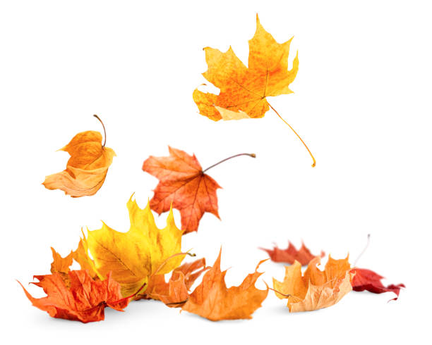 istock heap of autumn leaves 2169611836