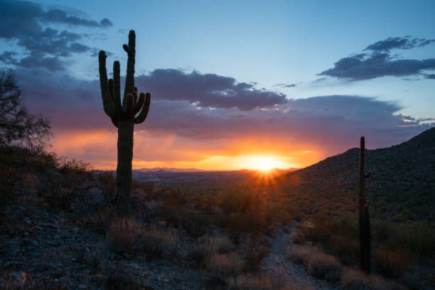 istock Monsoon saguaro sunset in Sonoran Desert 2169613596