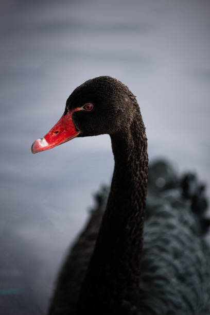 istock Black Swan Close Up 2169615039