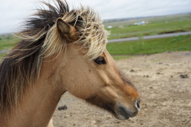 istock Icelandic Horse 2169618176