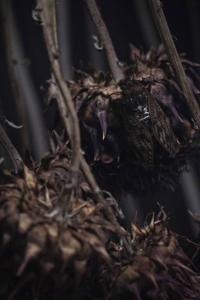 istock dried flowers and cicadas 2169619216