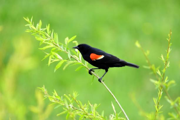 istock Red Winged Blackbird perched on a green plant in the spring 2169621273