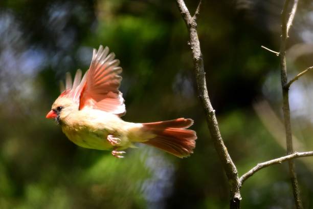 istock Female Cardinal taking flight in the forest 2169621276