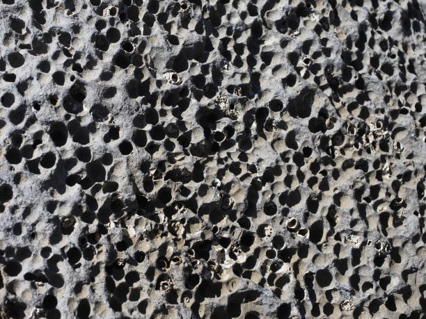 Beach rock full of holes produced by invertebrates