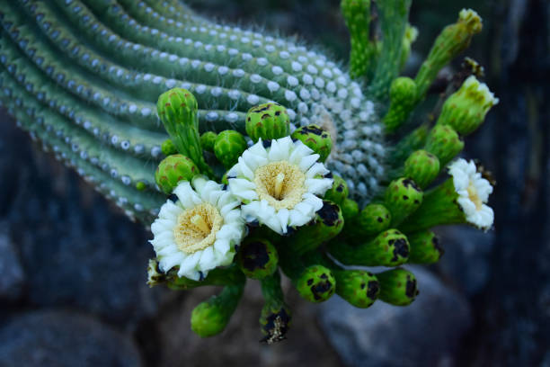 Saguaro cactus in bloom, moody shot