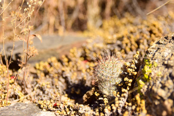Two Chilean cacti with beautiful yellow flowers