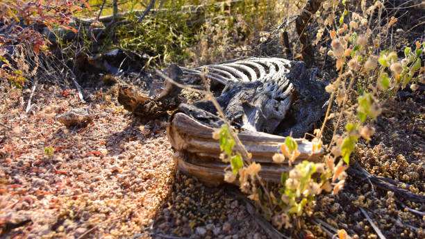 A saguaro cactus skeleton laying on the desert floor