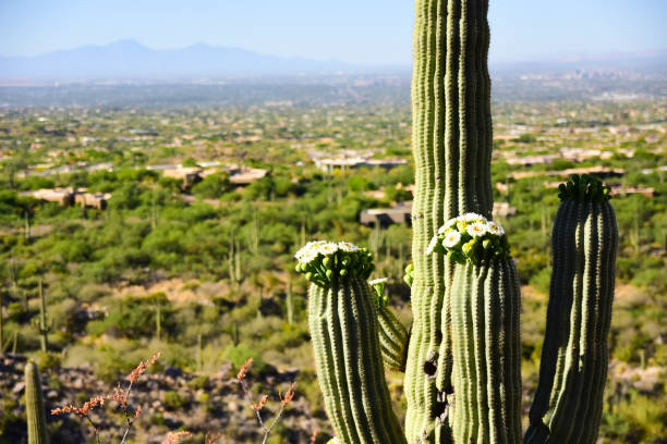 Saguaro cactus with fresh blooms in Tucson Arizona