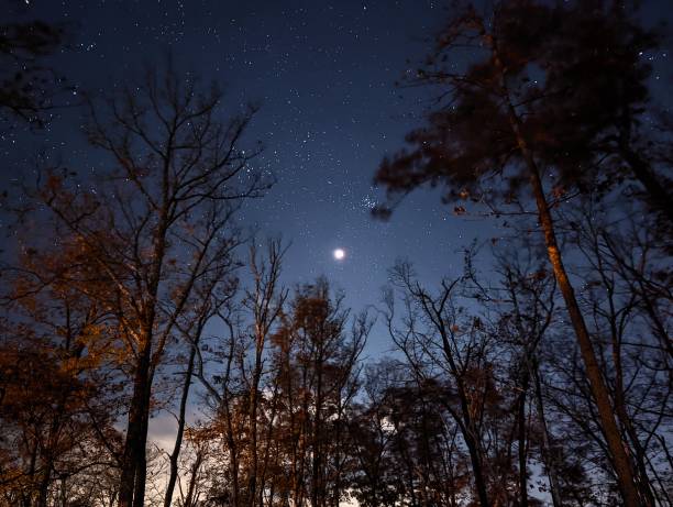istock The moon through the forest at night 2169621696