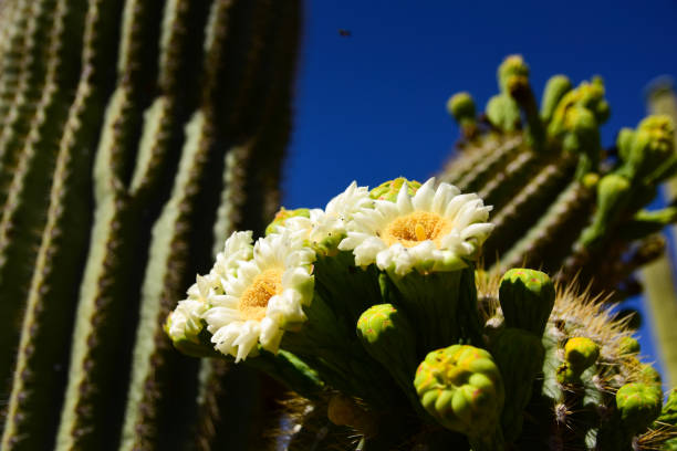 Saguaro Flower in full bloom close up in full sun