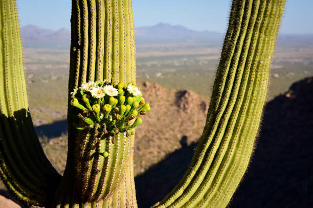 istock A Saguaro cactus in full bloom 2169621731