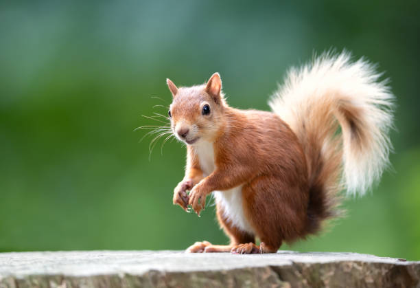 Portrait of a cute playful red squirrel standing on a tree stump