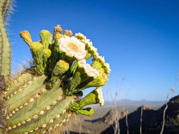 istock Sun basking over some Saguaro Cactus blooms 2169622956