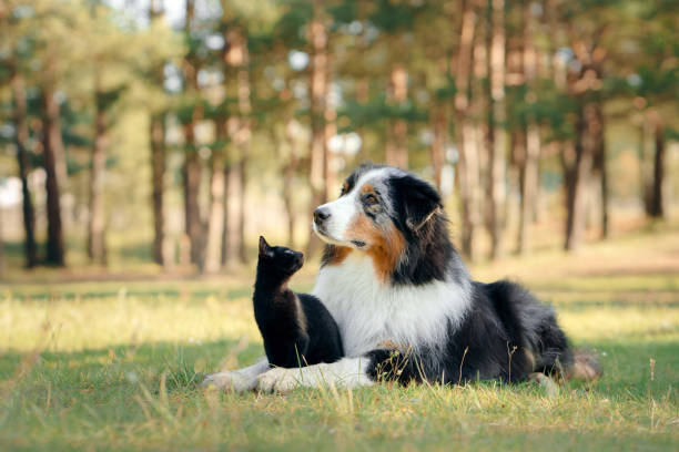 dogs and a black cat. Australian Shepherd in nature