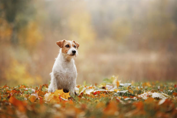 istock Jack Russell Terrier in autumn. Walking with a pet in leaf fall 2169623124