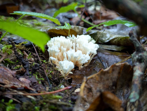 istock Micro white mushrooms growing on the forest floor 2169623829