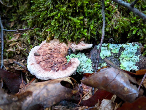 istock Mushrooms growing on the forest floor with moss and dead leaves 2169623844