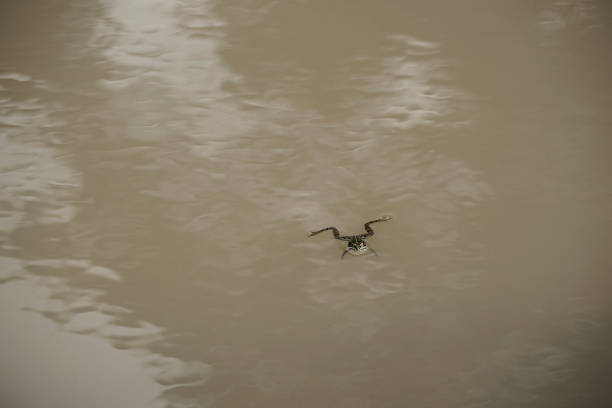 FROG SWIMMING IN THE WATERS OF A RIVER