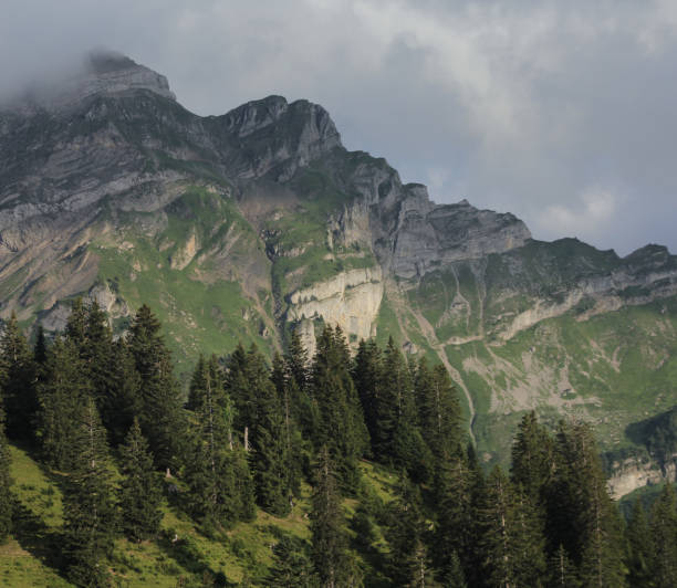 alpine landscape with mountain and forest trees in summer