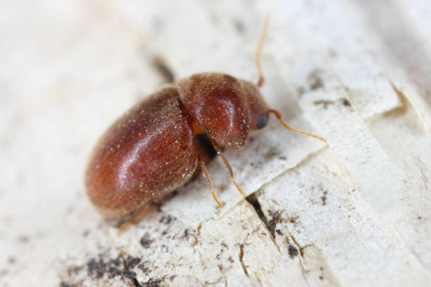 zigaretten- oder tabakkäfer (lasioderma serricorne) schädling für das vorratsprodukt. käfer, seitenansicht. - käfer stock-fotos und bilder