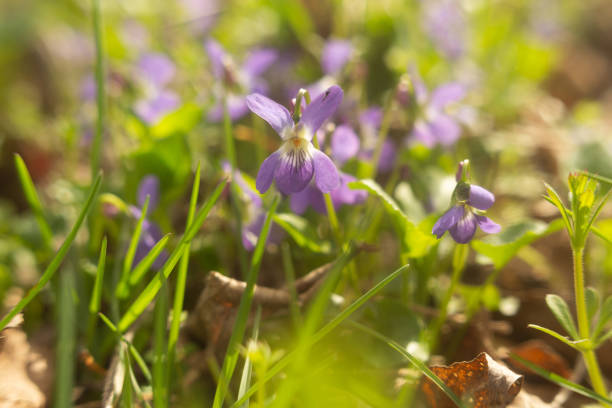 Spring flower