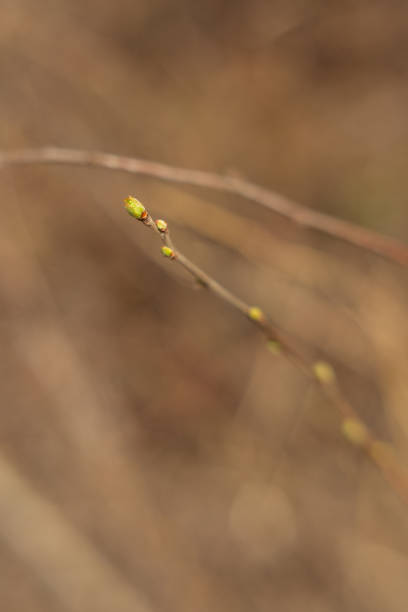 istock of a branch in the forest 2169626691