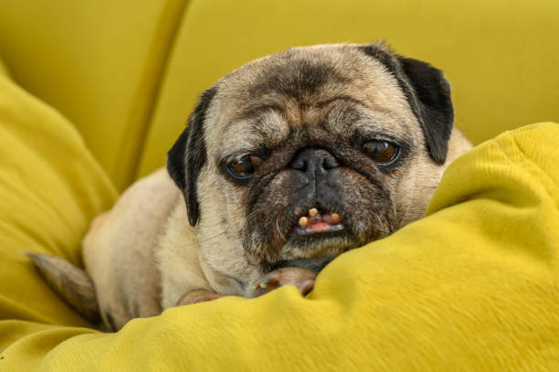 istock old pug lies on a yellow pillow 2169626778