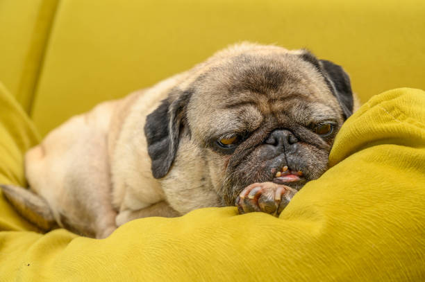 istock The pug plopped down on the pillow 2169626779