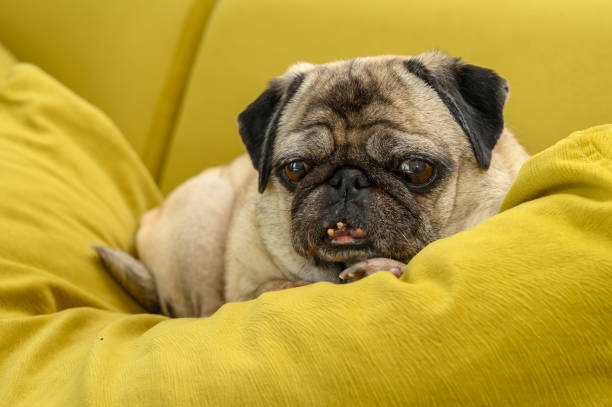 istock funny old pug lying on the pillow 2169626784