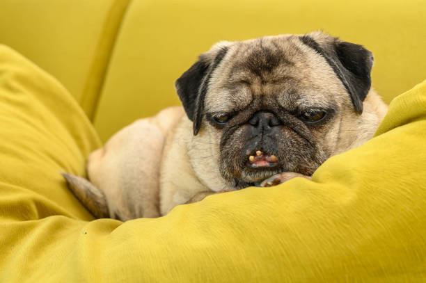 istock funny old pug sleeping on the sofa 2169626786