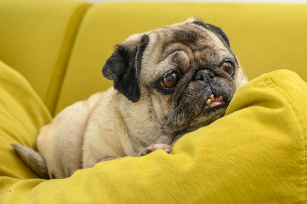 istock old pug resting on a yellow pillow 2169626787
