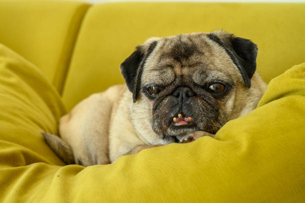 istock funny old pug resting on a pillow 2169626793